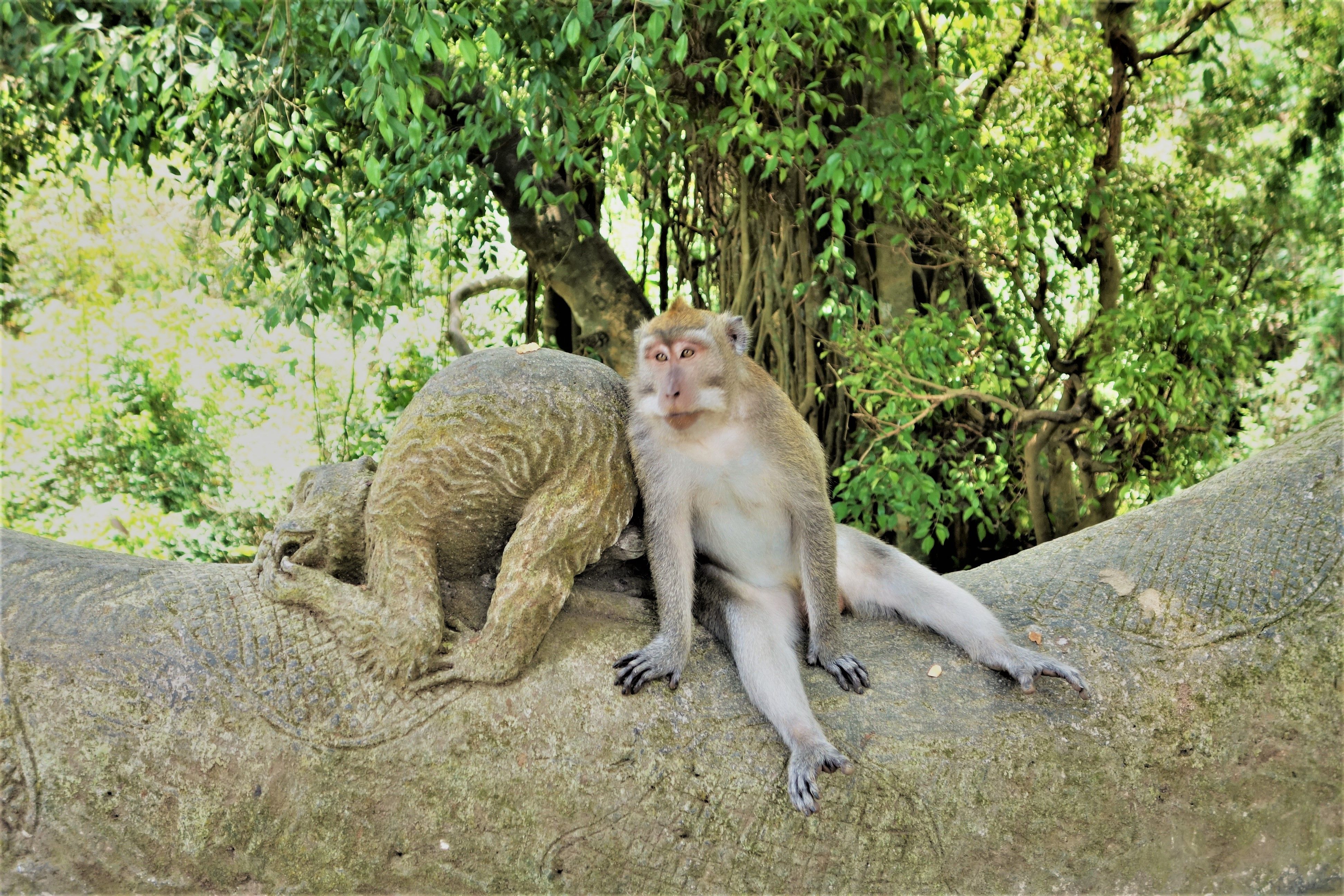 Ubud monkeys